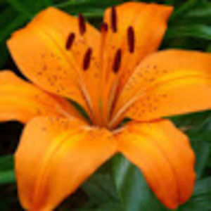 Meet your Posher, Jasmine